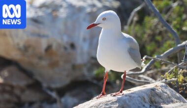 H5N1 detected in humble seagull threatens to spread bird flu beyond the beach