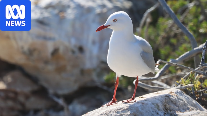 H5N1 detected in humble seagull threatens to spread bird flu beyond the beach