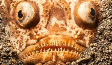 Whitemargin Stargazer buried in the Lembeh Strait, Indonesia