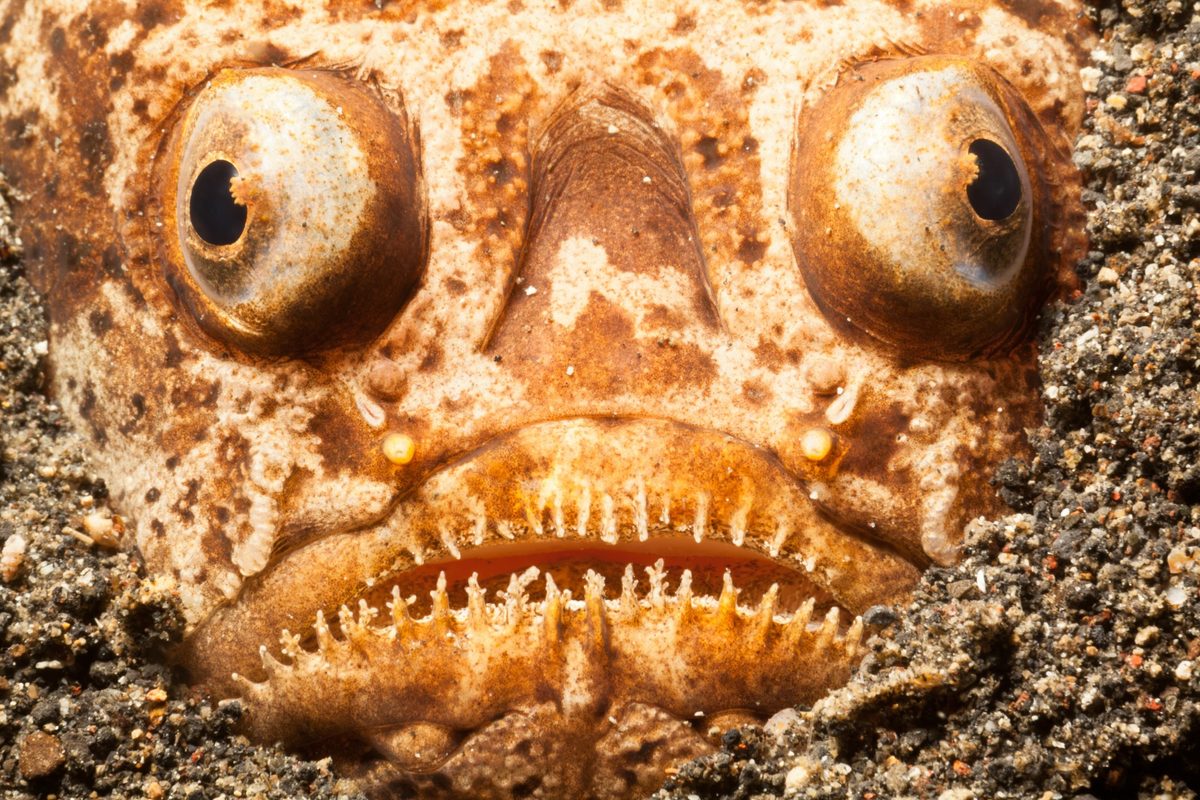 Whitemargin Stargazer buried in the Lembeh Strait, Indonesia