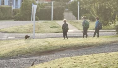 Stewart Island kiwi spotted in daylight alongside children on school run
