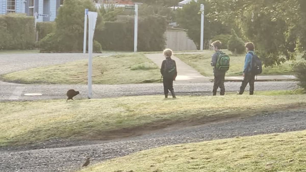 Stewart Island kiwi spotted in daylight alongside children on school run