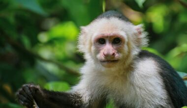AI can test the intelligence of wild monkeys without human help