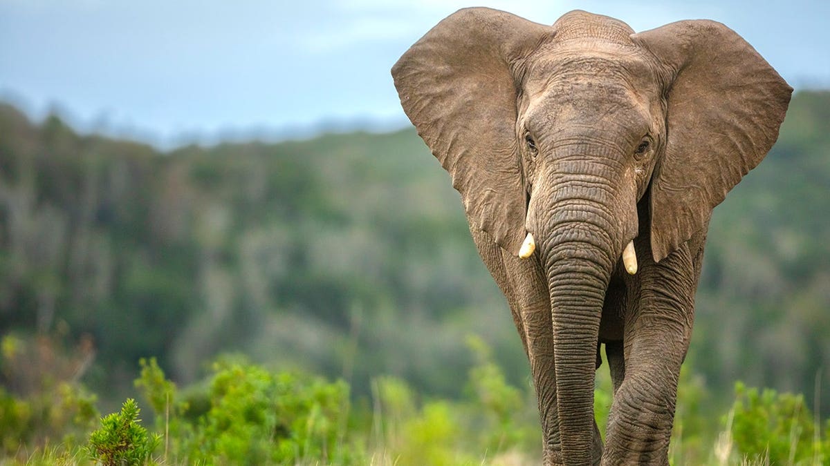 Male elephant walking in savannah