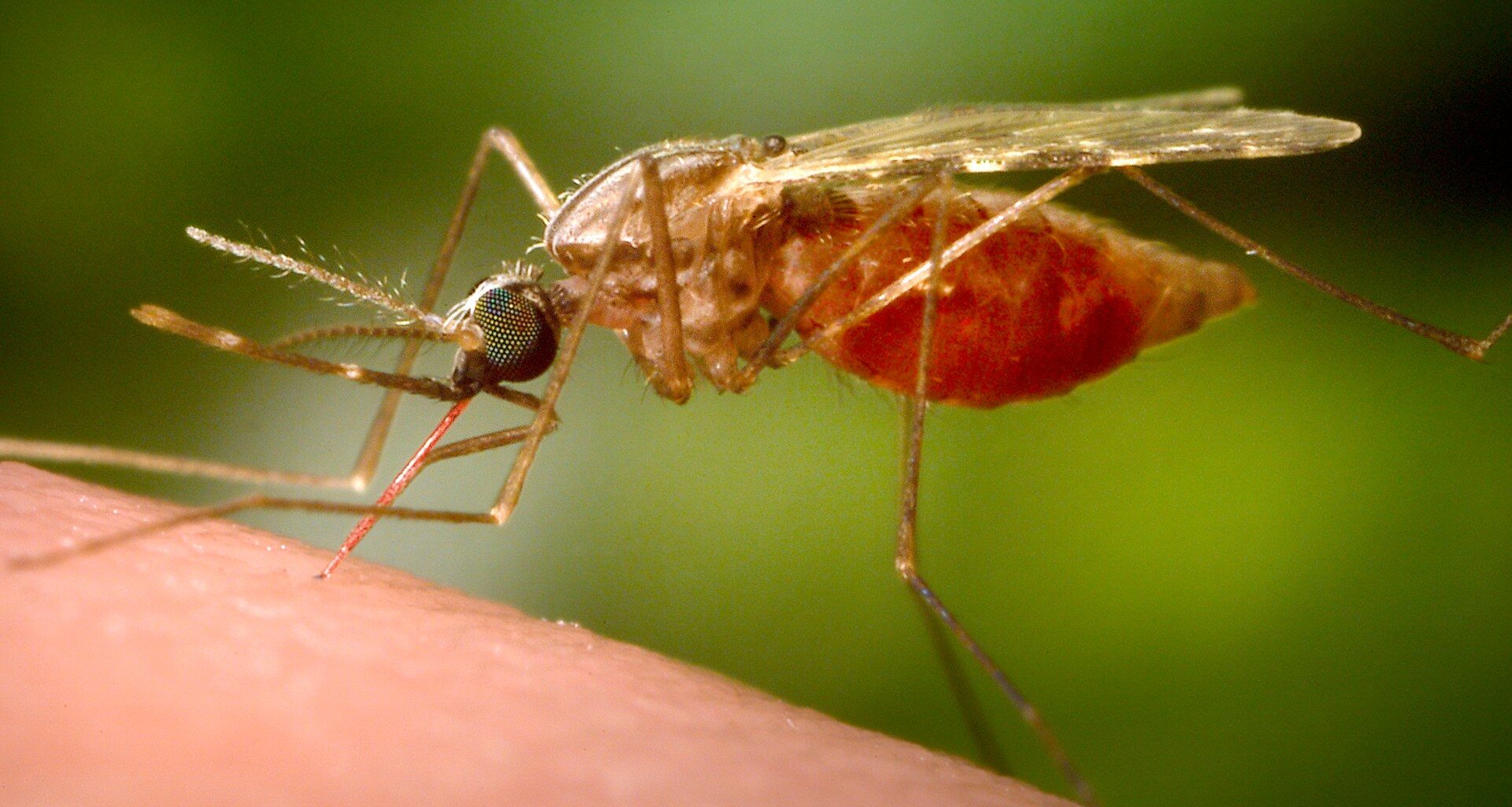 German airport workers die from malaria caught from plane-riding mosquito | Health News