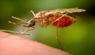 German airport workers die from malaria caught from plane-riding mosquito | Health News