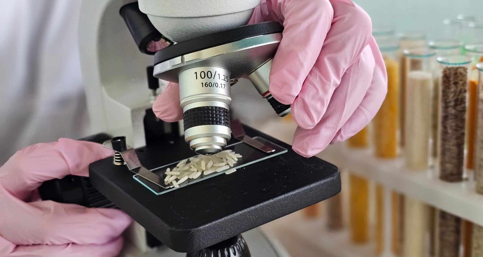 A researcher analyzes samples of cooked rice grains placed on a microscope slide.
