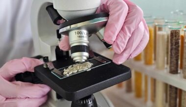 A researcher analyzes samples of cooked rice grains placed on a microscope slide.