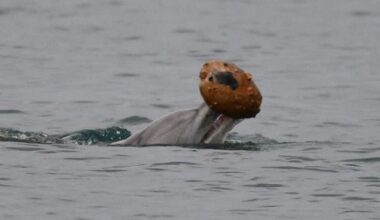Adult Female Dolphin Captured ‘Shelling’
