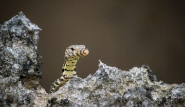 Endangered Mexican alligator lizards allegedly found in suitcase at Tokyo airport