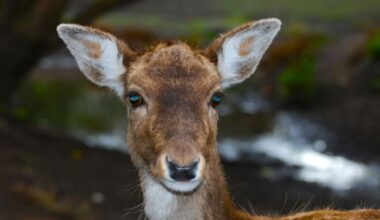 Pastures Past: 1930s calls to protect native forests from deer