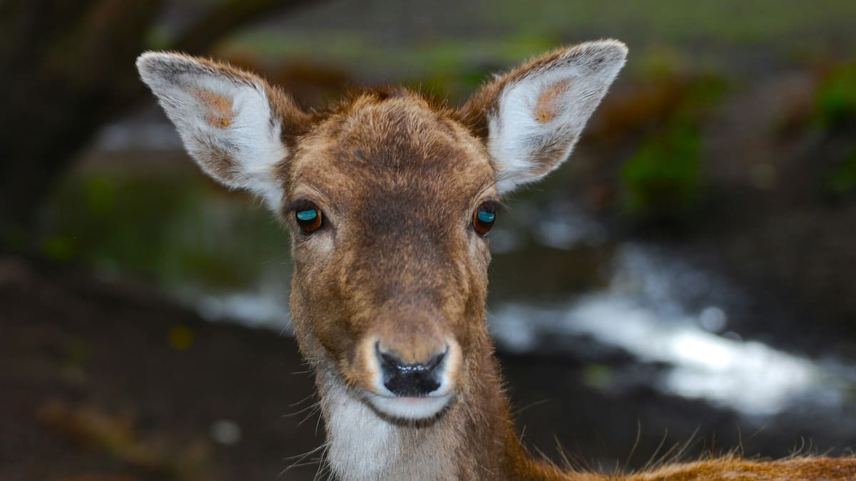 Pastures Past: 1930s calls to protect native forests from deer