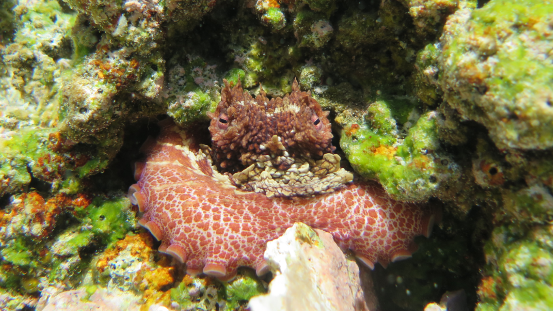 A view of a reef with a large red and white octopus residing in it.