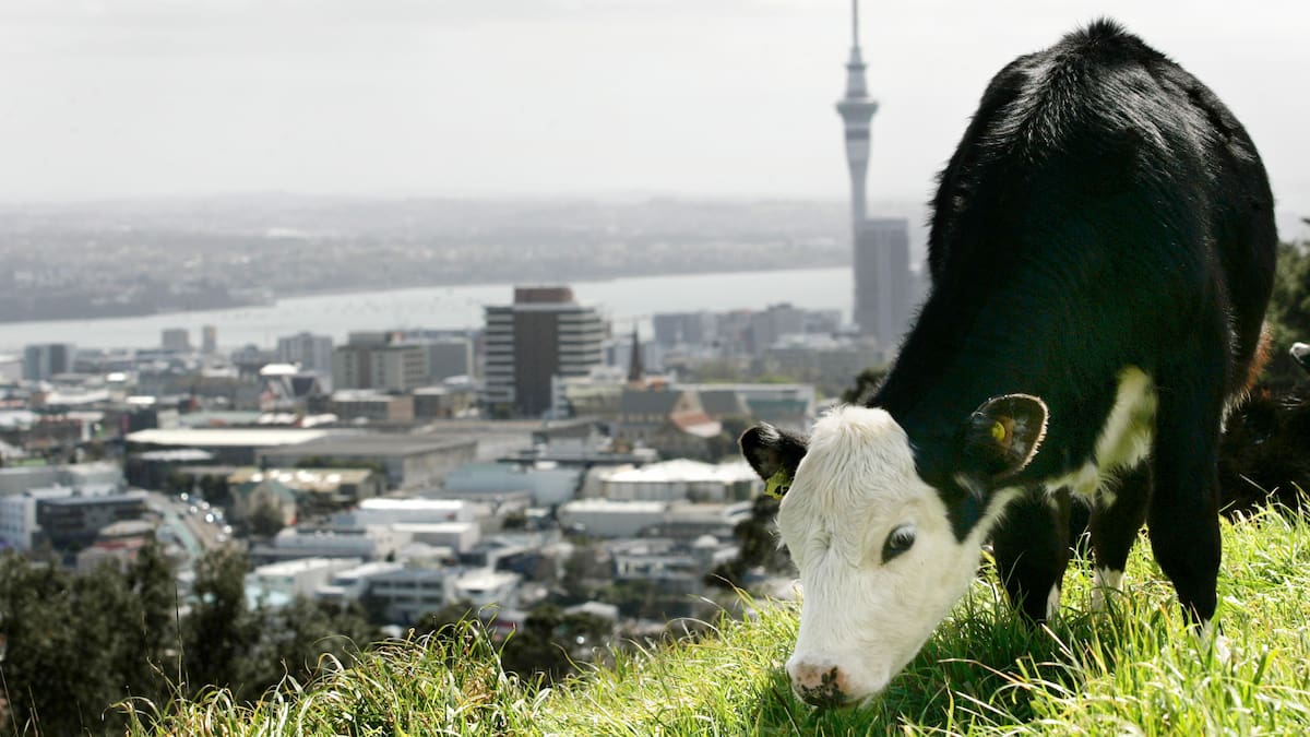 Inside Economics: Why a bad Auckland economy drags the whole country down; plus, the beer tax debate heats up