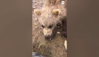 Baby Bear Nibbles on Photographer's Boot