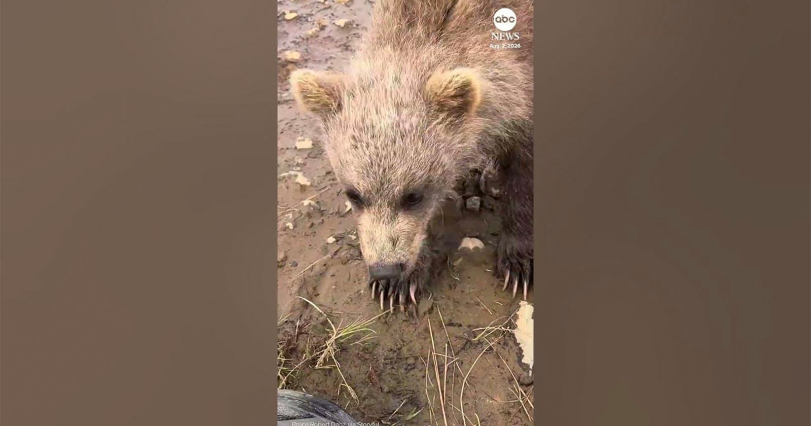 Baby Bear Nibbles on Photographer's Boot