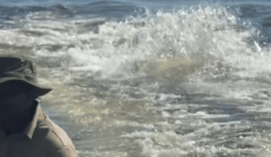 Video shows hippo charging boat full of tourists in Botswana