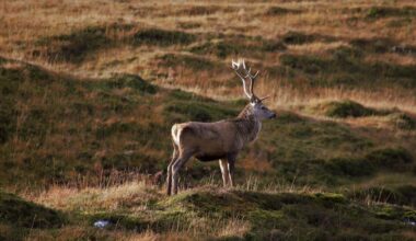 Huntable app aims to ease private hunting land access; Whanganui in sights