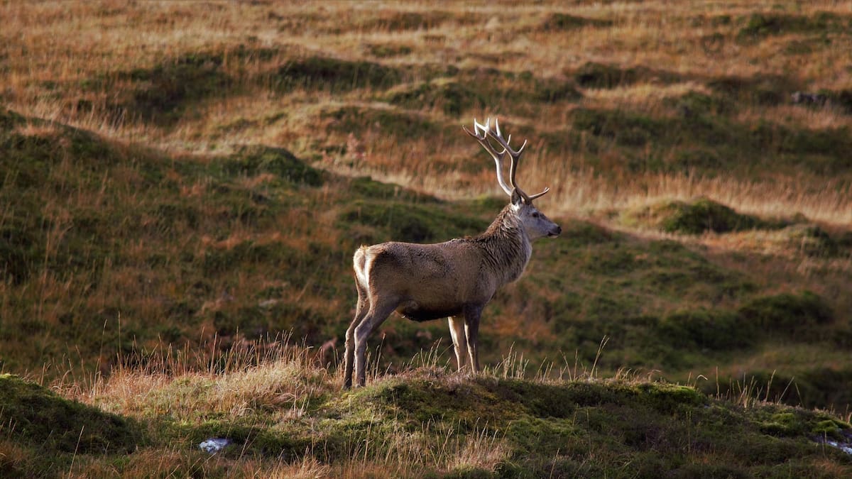 Huntable app aims to ease private hunting land access; Whanganui in sights