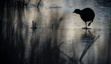 Photographer Robert Canis spent 30 years shooting one nature reserve: here's what that patience can teach the rest of us