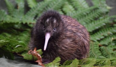 Pastures Past: Kiwi family discovered on Northland farm in 1949