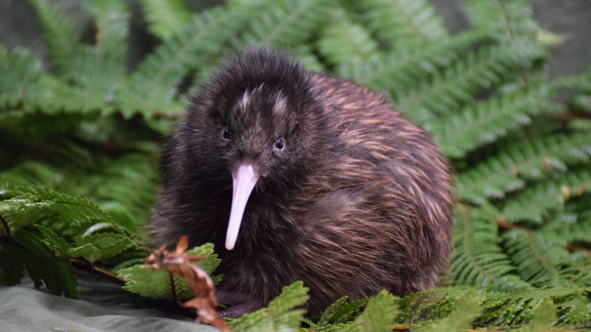 Pastures Past: Kiwi family discovered on Northland farm in 1949