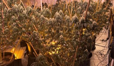 Waikato cannabis operation: Eight arrested after 14 grow houses found