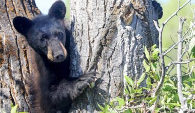 Extreme drought leads to significant spike in bear activity in some northwest Colorado communities 