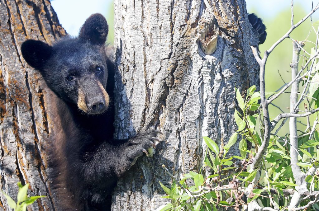 Extreme drought leads to significant spike in bear activity in some northwest Colorado communities 