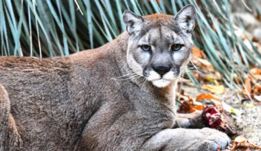 Cougars Lower the Risks of Car Crashes by Hunting Deer