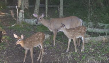Three-legged deer becomes source of inspiration for Maine photographer