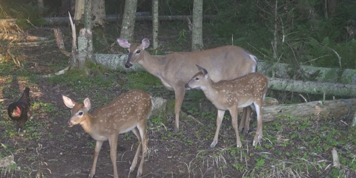 Three-legged deer becomes source of inspiration for Maine photographer