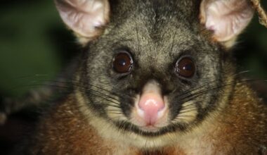 Possums top Gisborne animal pest list - 3489 killed or trapped over six months