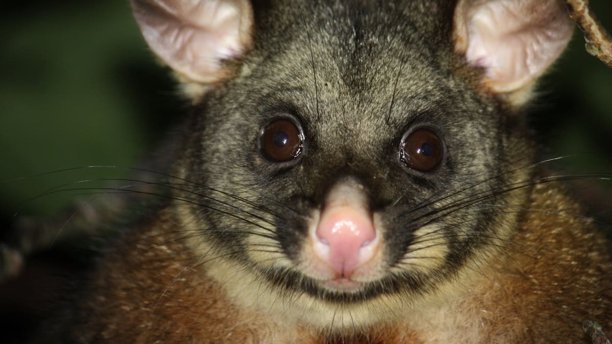 Possums top Gisborne animal pest list - 3489 killed or trapped over six months