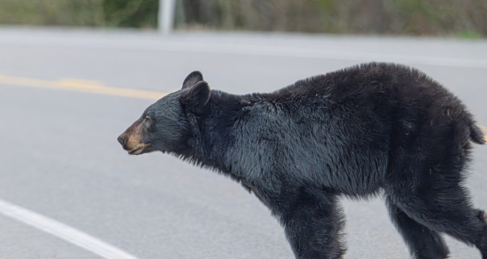 Bikers face close call with bear near Kananaskis