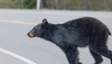 Bikers face close call with bear near Kananaskis