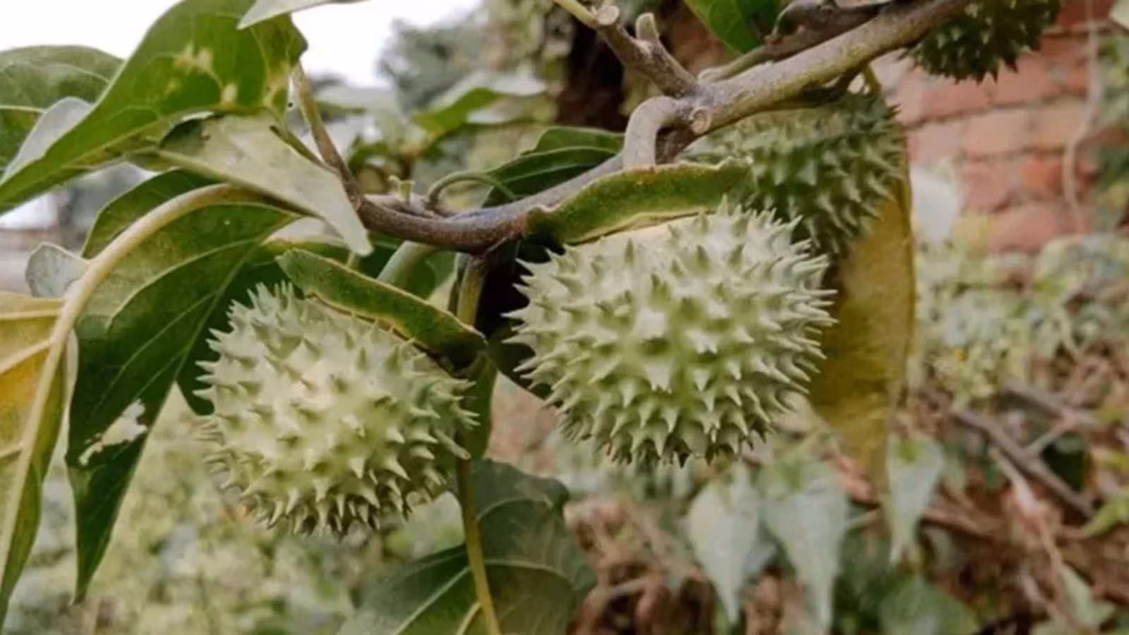 Karnataka’s Food Safety and Drugs Administration has acted against online listings of Datura fruits and seeds on platforms including Amazon, Swiggy and Instamart. Food licences linked to such sales have reportedly been suspended until further orders. Karnataka’s Food Safety and Drugs Administration has acted against online listings of Datura fruits and seeds on platforms including Amazon, Swiggy and Instamart. Food licences linked to such sales have reportedly been suspended until further orders.