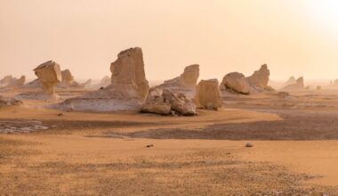 An Ancient Shark Graveyard Has Been Found in The Egyptian Desert : ScienceAlert