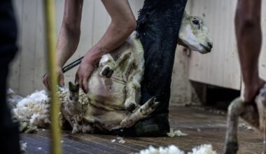 Shearer Dylan George Manthey sentenced after Peta footage of sheep ill-treatment