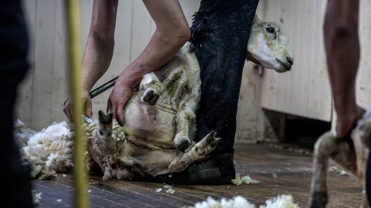 Shearer Dylan George Manthey sentenced after Peta footage of sheep ill-treatment
