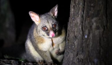Farmers believe rising pest numbers of deer and possums outpacing control efforts – survey