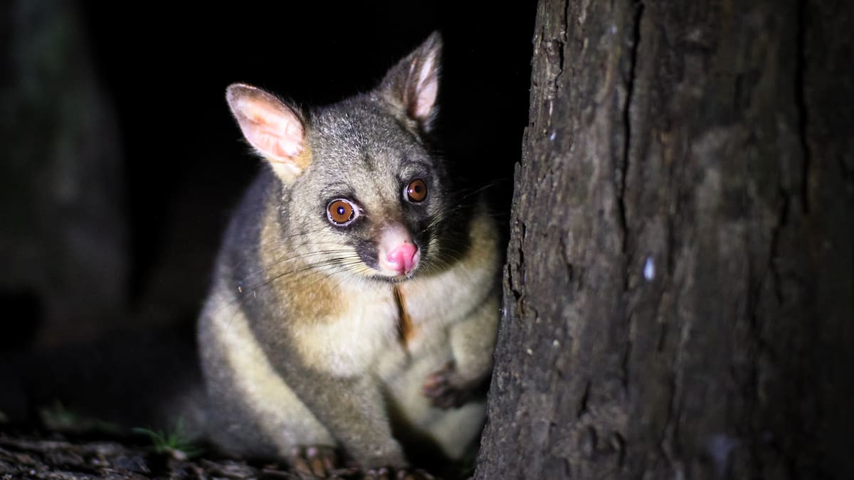 Farmers believe rising pest numbers of deer and possums outpacing control efforts – survey