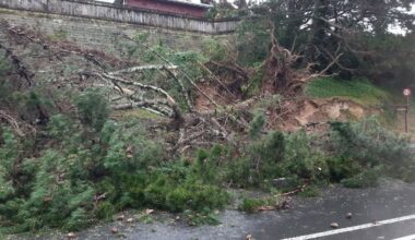 Woman almost crushed by falling tree says bank it sits on is ‘a disaster waiting to happen’