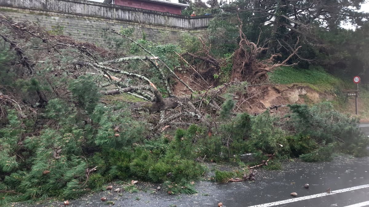 Woman almost crushed by falling tree says bank it sits on is ‘a disaster waiting to happen’