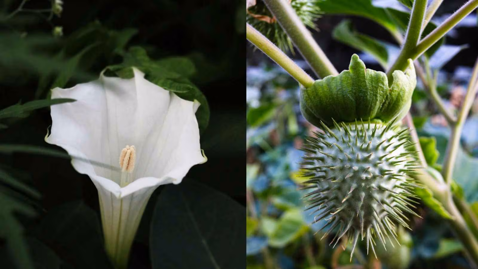 The experts emphasise that Datura should never be eaten directly. Any medicinal use should only be considered under qualified Ayurvedic or medical guidance. Online availability does not make a poisonous plant safe for consumption. The experts emphasise that Datura should never be eaten directly. Any medicinal use should only be considered under qualified Ayurvedic or medical guidance. Online availability does not make a poisonous plant safe for consumption.