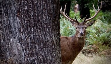 Why is there a ‘plague’ of feral deer on Hawke’s Bay farms? Garth Eyles