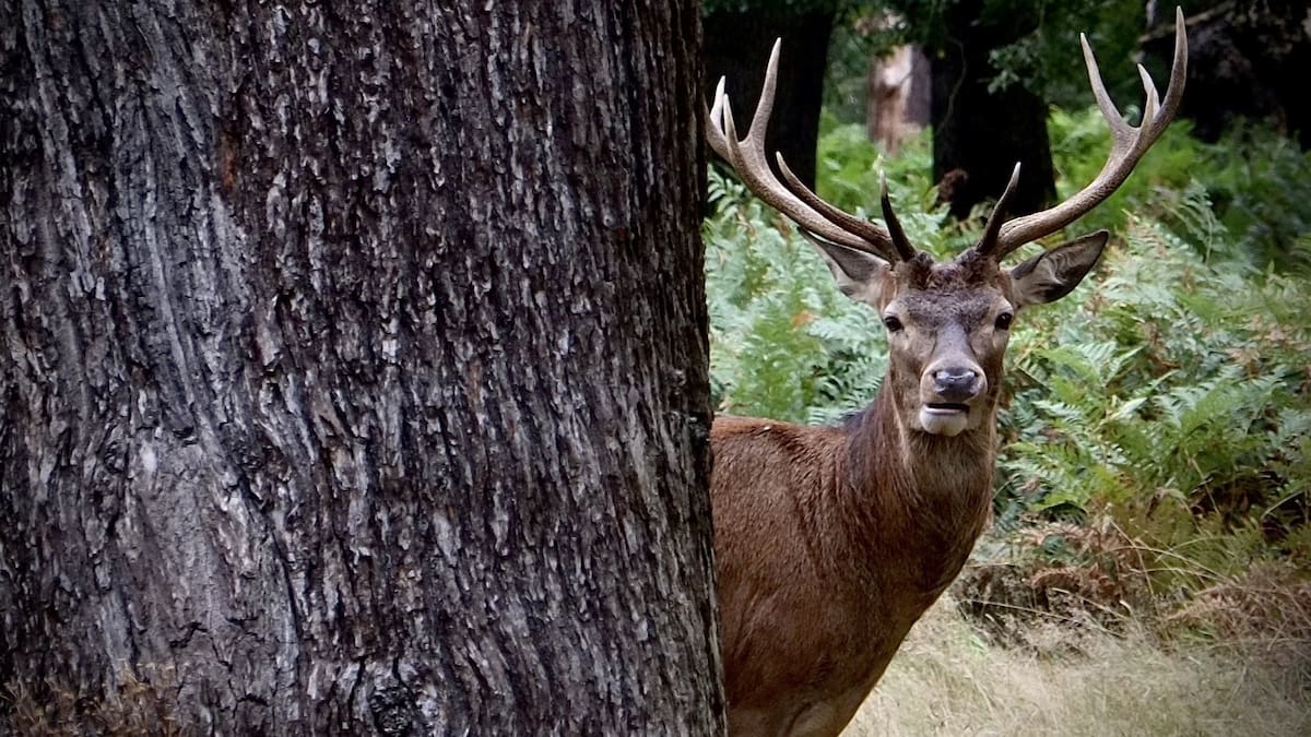 Why is there a ‘plague’ of feral deer on Hawke’s Bay farms? Garth Eyles