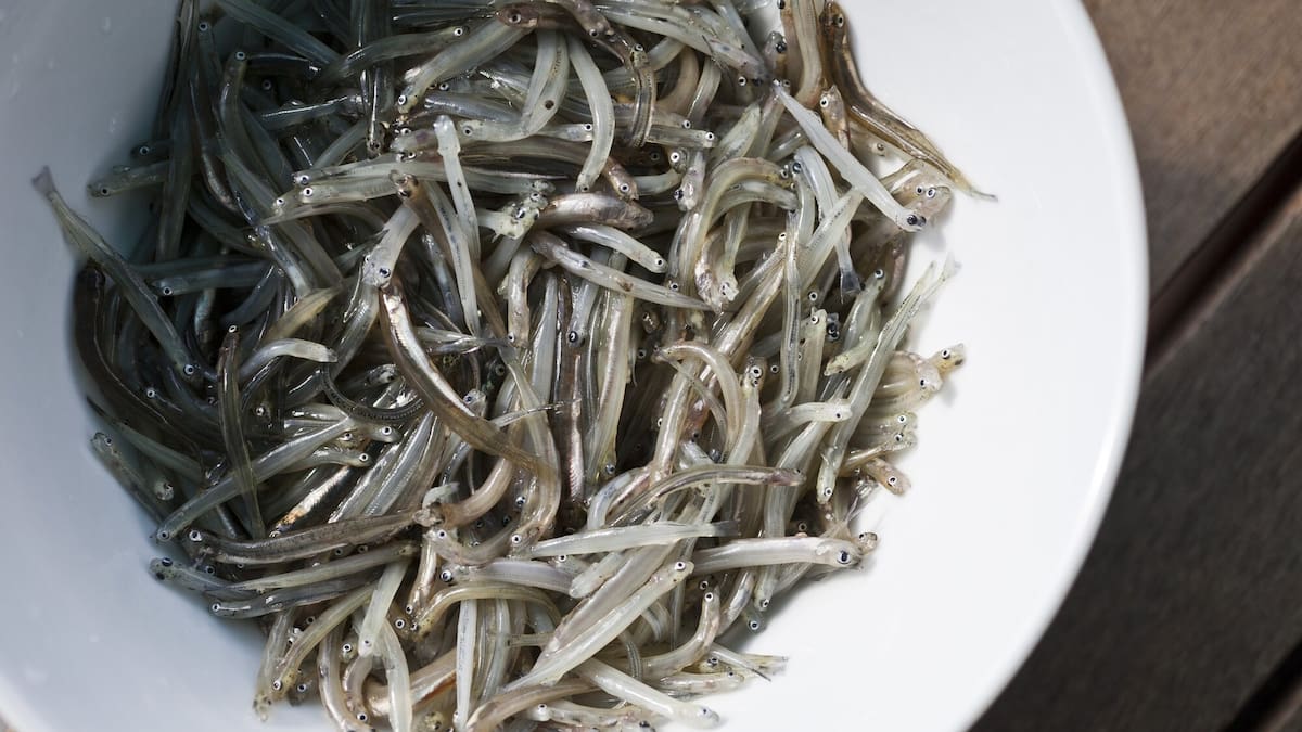 Ngāi Tūāhuriri places rāhui over customary whitebait season after ongoing abuse