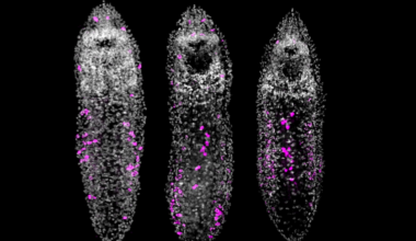 Scientists Overfed a Tiny Worm... And It Started Growing a Chain of Clones : ScienceAlert