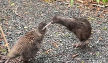 Two kiwi filmed kicking each other in rare Ulva Island encounter
